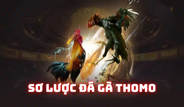 Nội dung tóm tắt về đá gà Thomo