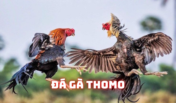 Đá gà Thomo